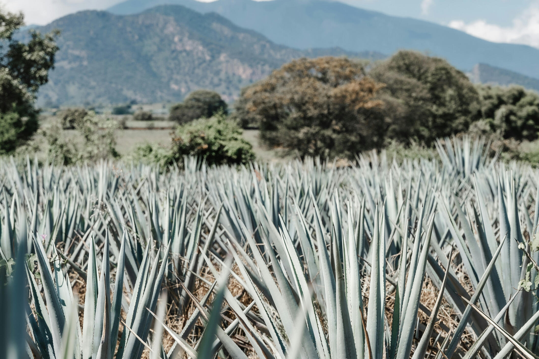Jalisco, MX